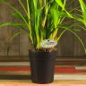 Орхидея Цимбидиум желтая D14 фото 5 &mdash; Luxury Plants