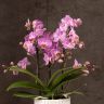 Орхидея Фаленопсис розовая с прожилками в кашпо Optimost фото 2 &mdash; Luxury Plants