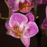 Орхидея Фаленопсис розовая с прожилками в кашпо Optimost фото 4 &mdash; Luxury Plants