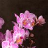 Орхидея Фаленопсис розовая с прожилками в кашпо Optimost фото 6 &mdash; Luxury Plants