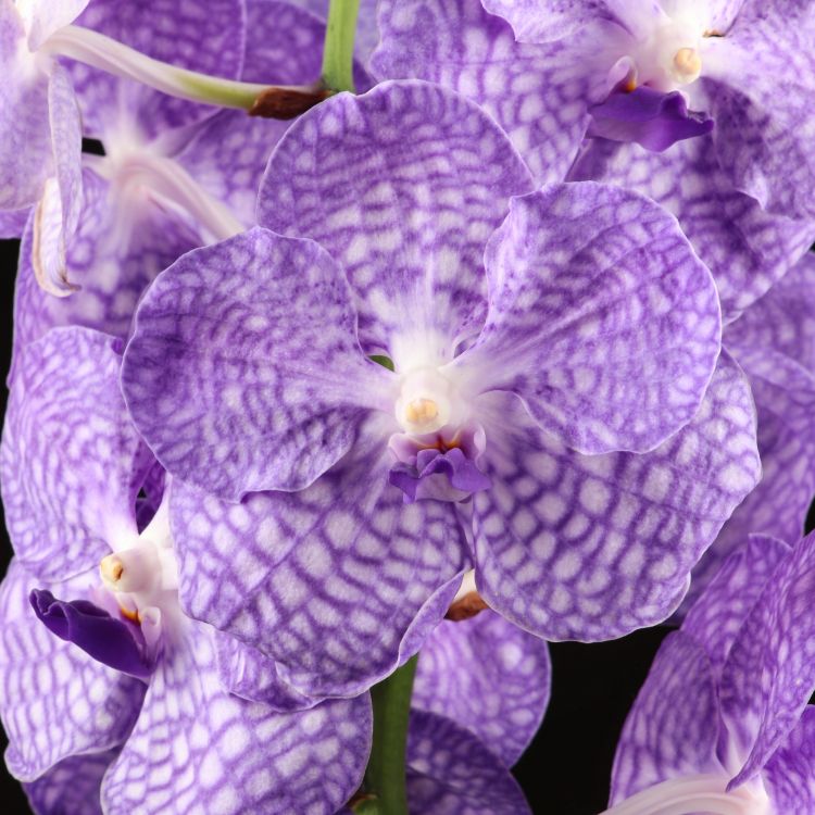 Орхидея Ванда в бокале Мишель нежно-сиреневая фото 1 &mdash; Luxury Plants