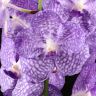 Орхидея Ванда в бокале Мишель нежно-сиреневая фото 1 &mdash; Luxury Plants
