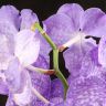 Орхидея Ванда в бокале Мишель нежно-сиреневая фото 4 &mdash; Luxury Plants