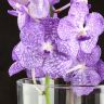 Орхидея Ванда в бокале Мишель нежно-сиреневая фото 3 &mdash; Luxury Plants