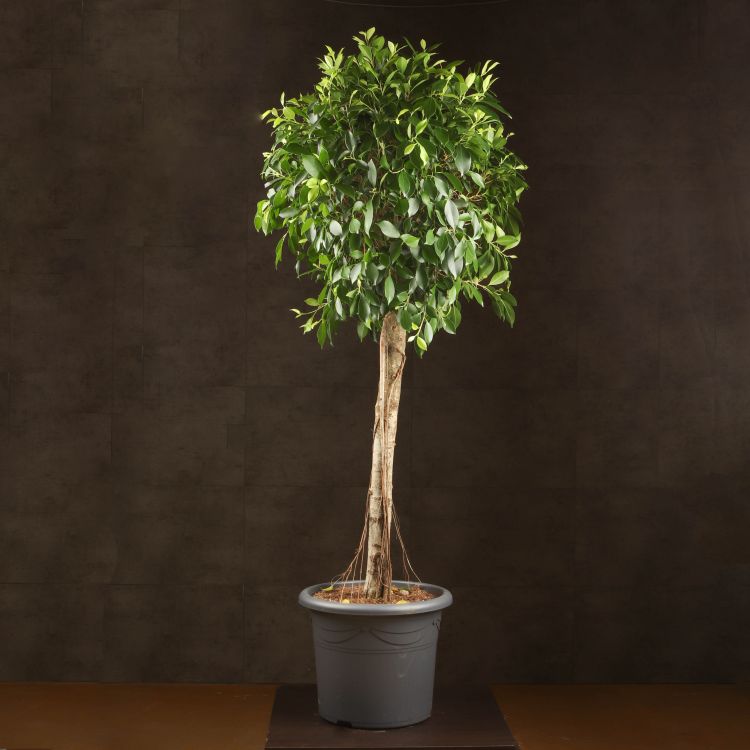Фикус Нитида 170/40 фото 1 &mdash; Luxury Plants