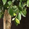 Фикус Нитида 170/40 фото 2 &mdash; Luxury Plants