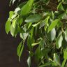 Фикус Нитида 170/40 фото 4 &mdash; Luxury Plants