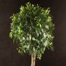 Фикус Нитида 170/40 фото 5 &mdash; Luxury Plants