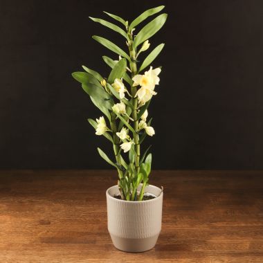 Орхидея Дендробиум Нобиле желтый в бежевом кашпо &mdash; Luxury Plants