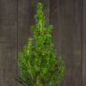 Ель Глаука D17 в подарочной коробке фото 3 &mdash; Luxury Plants