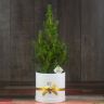 Ель Глаука D17 в подарочной коробке фото 1 &mdash; Luxury Plants