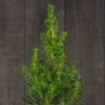 Ель Глаука D17 в подарочной коробке фото 4 &mdash; Luxury Plants