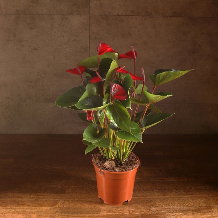Антуриум Андрианум темно-красный D17 фото 1 &mdash; Luxury Plants