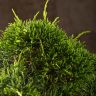 Бонсай Можжевельник Эбоси 55см фото 4 &mdash; Luxury Plants