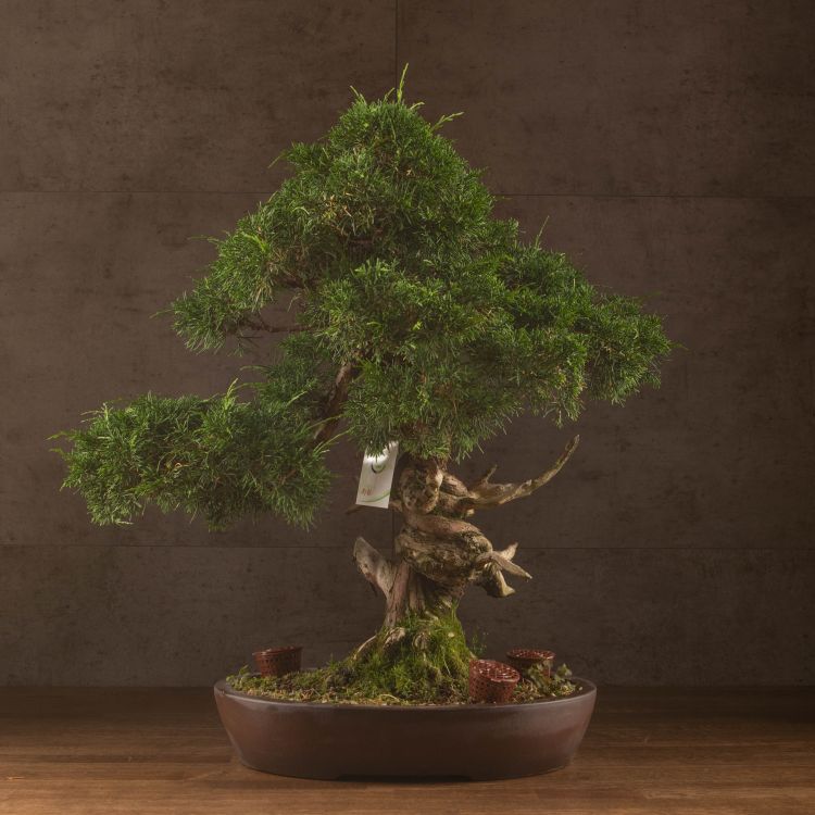 Бонсай Можжевельник Эбоси 55см фото 1 &mdash; Luxury Plants