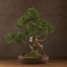 Бонсай Можжевельник Эбоси 55см фото 1 &mdash; Luxury Plants