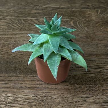 Эхеверия д8 уценка &mdash; Luxury Plants