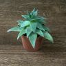 Эхеверия д8 уценка фото 1 &mdash; Luxury Plants