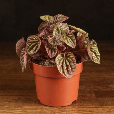 Пеперомия Каперата 20/12 &mdash; Luxury Plants