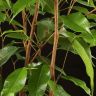 Фикус Бенджамина Анастасия 70/12 фото 4 &mdash; Luxury Plants
