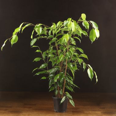 Фикус Бенджамина Анастасия 70/12 &mdash; Luxury Plants