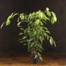 Фикус Бенджамина Анастасия 70/12 фото 1 &mdash; Luxury Plants