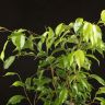 Фикус Бенджамина Анастасия 70/12 фото 5 &mdash; Luxury Plants