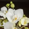 Орхидея Фаленопсис мини белая D7 в керамике фото 2 &mdash; Luxury Plants