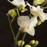 Орхидея Фаленопсис мини белая D7 в керамике фото 3 &mdash; Luxury Plants