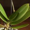 Орхидея Фаленопсис мини белая D7 в керамике фото 4 &mdash; Luxury Plants