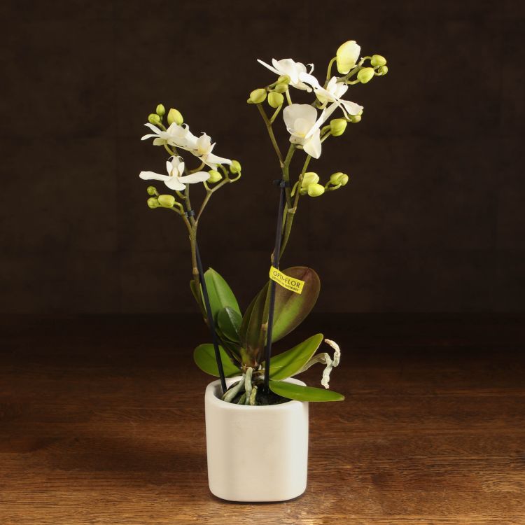 Орхидея Фаленопсис мини белая D7 в керамике фото 1 &mdash; Luxury Plants