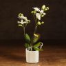 Орхидея Фаленопсис мини белая D7 в керамике фото 1 &mdash; Luxury Plants
