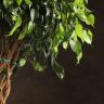 Фикус Экзотика переплетенный 140/32 фото 5 &mdash; Luxury Plants