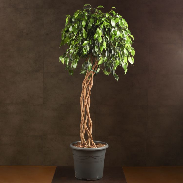 Фикус Экзотика переплетенный 140/32 фото 1 &mdash; Luxury Plants