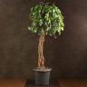 Фикус Экзотика переплетенный 140/32 фото 1 &mdash; Luxury Plants