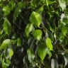 Фикус Экзотика переплетенный 140/32 фото 2 &mdash; Luxury Plants