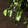 Фикус Экзотика переплетенный 140/32 фото 4 &mdash; Luxury Plants