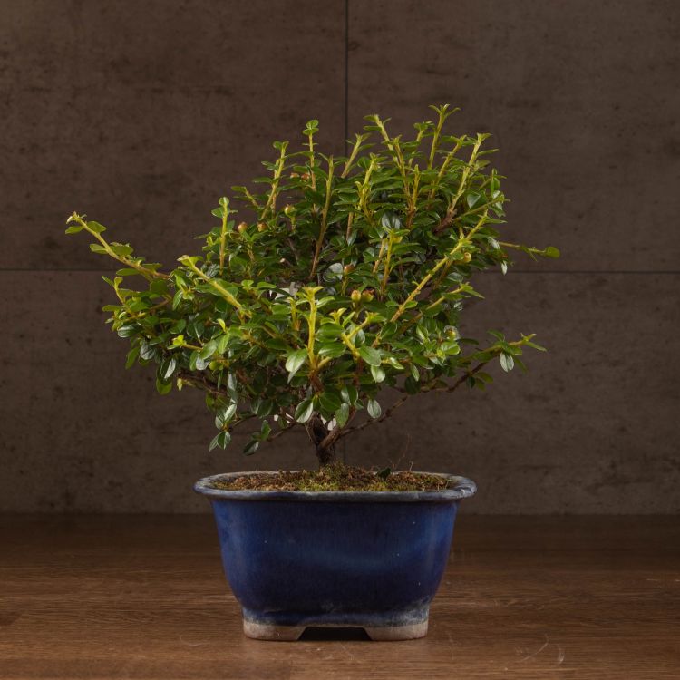 Бонсай Кизильник в синей плошке 22см фото 1 &mdash; Luxury Plants