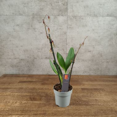 Орхидея Брассия д12 уценка &mdash; Luxury Plants