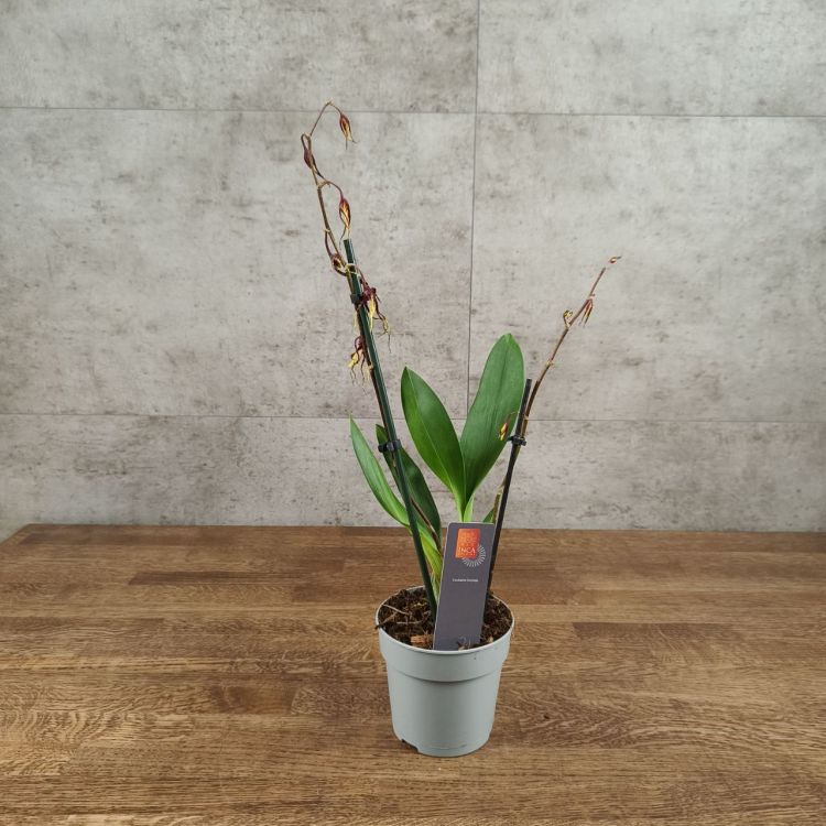 Орхидея Брассия д12 уценка фото 1 &mdash; Luxury Plants