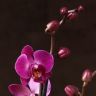 Орхидея Фаленопсис розовая в голубом кашпо D12 фото 2 &mdash; Luxury Plants