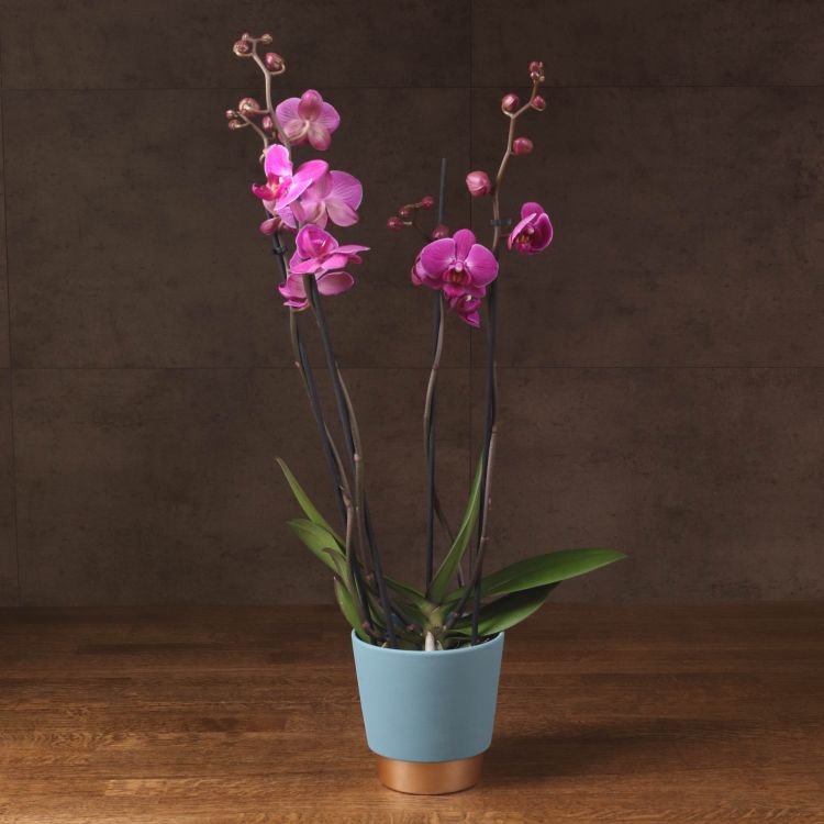 Орхидея Фаленопсис розовая в голубом кашпо D12 фото 1 &mdash; Luxury Plants