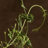 Жасмин полиантум д12 уценка фото 3 &mdash; Luxury Plants
