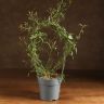 Жасмин полиантум д12 уценка фото 1 &mdash; Luxury Plants