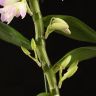 Орхидея Дендробиум Нобиле Ирен Смайл в белом кашпо фото 3 &mdash; Luxury Plants