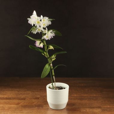 Орхидея Дендробиум Нобиле Ирен Смайл в белом кашпо &mdash; Luxury Plants