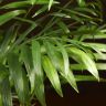 Хамедорея Элеганс 60/17 фото 2 &mdash; Luxury Plants