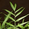 Хамедорея Элеганс 60/17 фото 3 &mdash; Luxury Plants