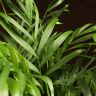 Хамедорея Элеганс 60/17 фото 5 &mdash; Luxury Plants