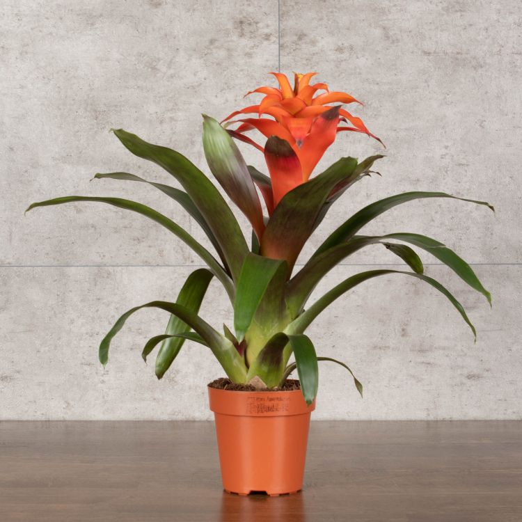 Гузмания оранжевая 50/12 фото 1 &mdash; Luxury Plants